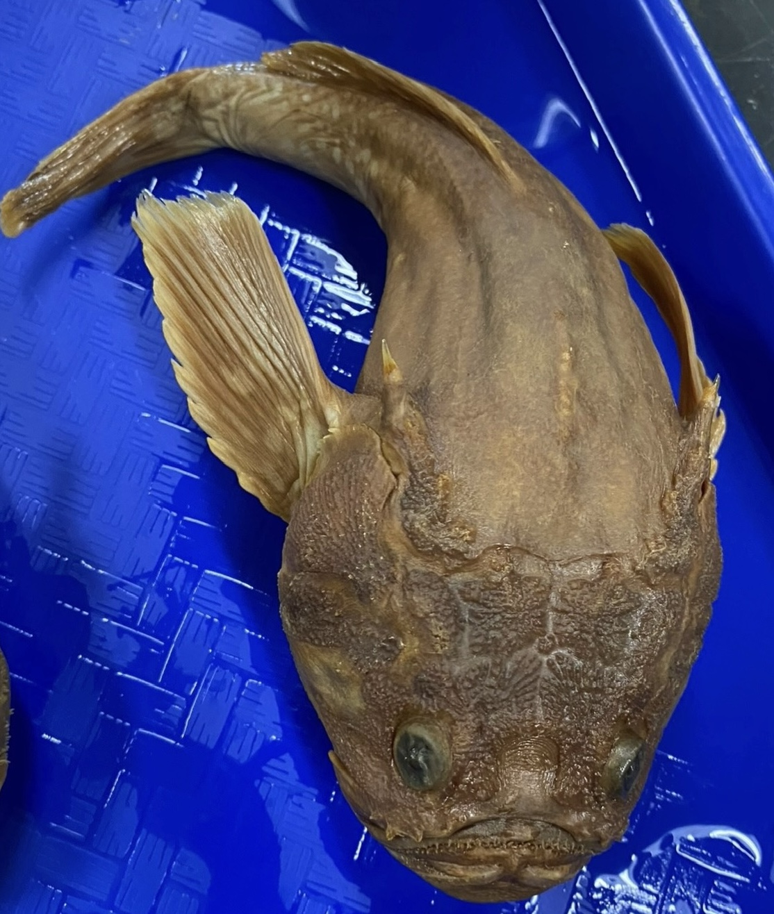 <p>Uranoscopidae (stargazer)</p>
