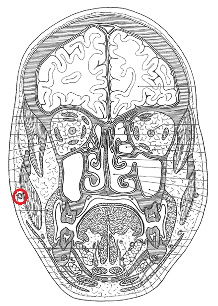 <p>Latijnse term</p>