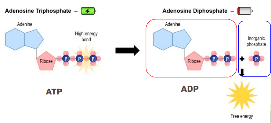 <p>Phosphate group, hydrolysis, ADP, adenosine diphosphate. </p>
