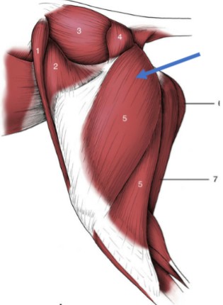 <p>very large muscle on the caudolateral side of the femur</p><p>Origin: ischiatic tuber of the os coxae</p><p>Insertion: proximal end of the tibia/fibula</p><p>Action: flexion of the stifle, extension of the hip</p>