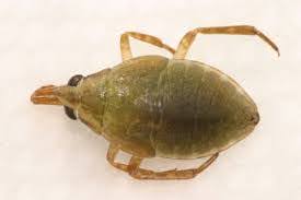 <img src="https://knowt-user-attachments.s3.amazonaws.com/7b42d88f-07c3-4730-bd12-ea1e3c51adb7.jpg" data-width="100%" data-align="center"><p></p>