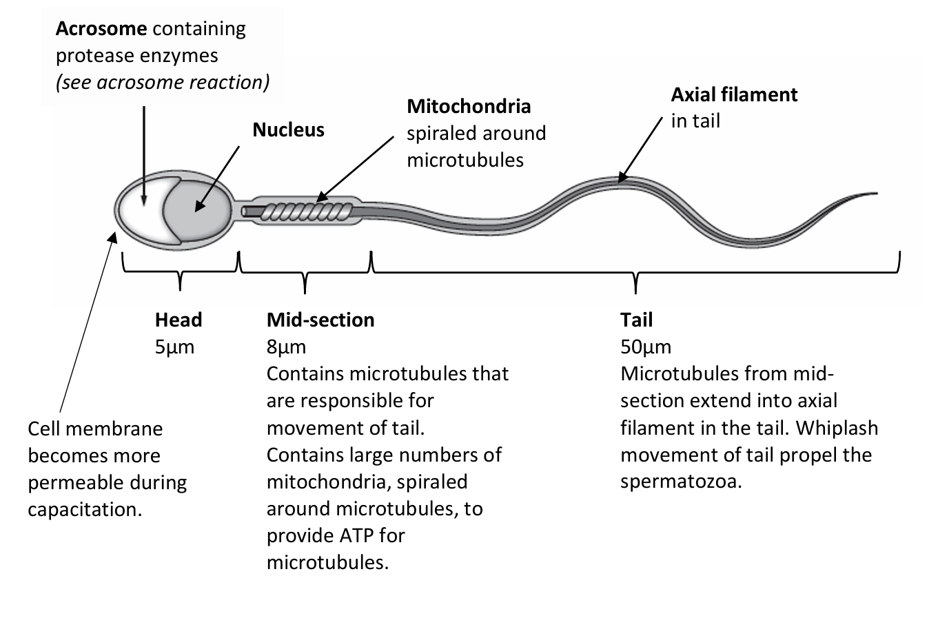 <p>packed with mitochondria which spiral around the microtubules which extend from the centrioles into the axial filament in the tail</p>
