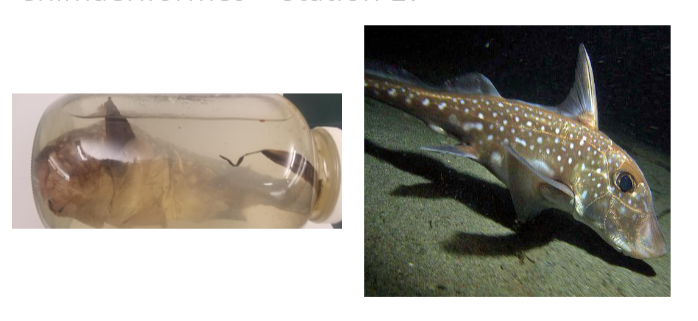 <p>Ratfish or rabbit fish</p>