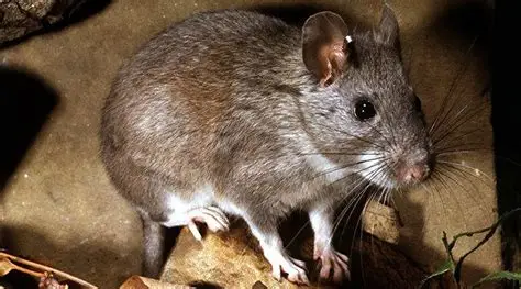 <p>Allegheny woodrat</p>
