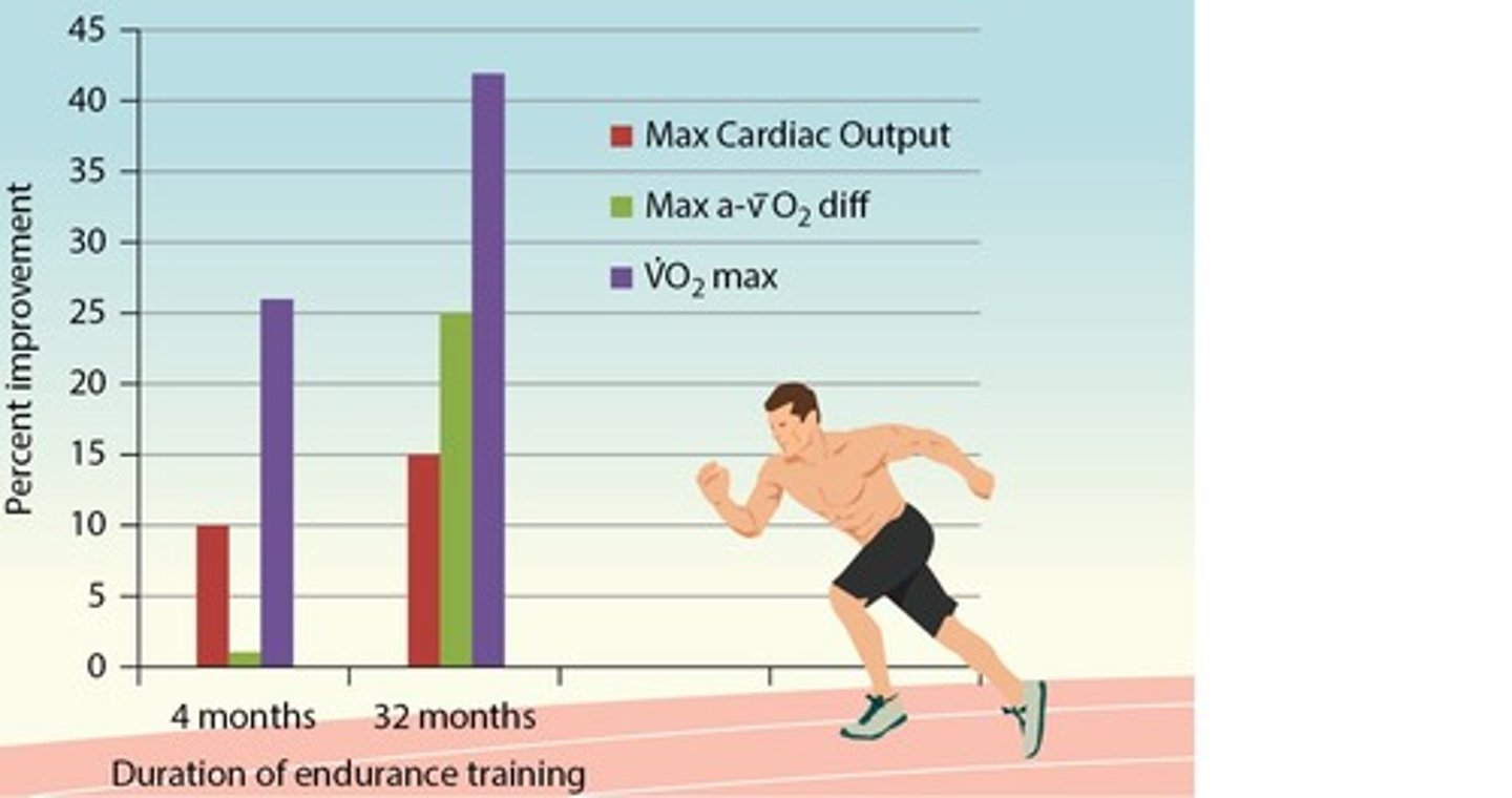 <p>26% increase in VO2 max, primarily due to increased stroke volume (SV) over a-vO2 difference.</p>