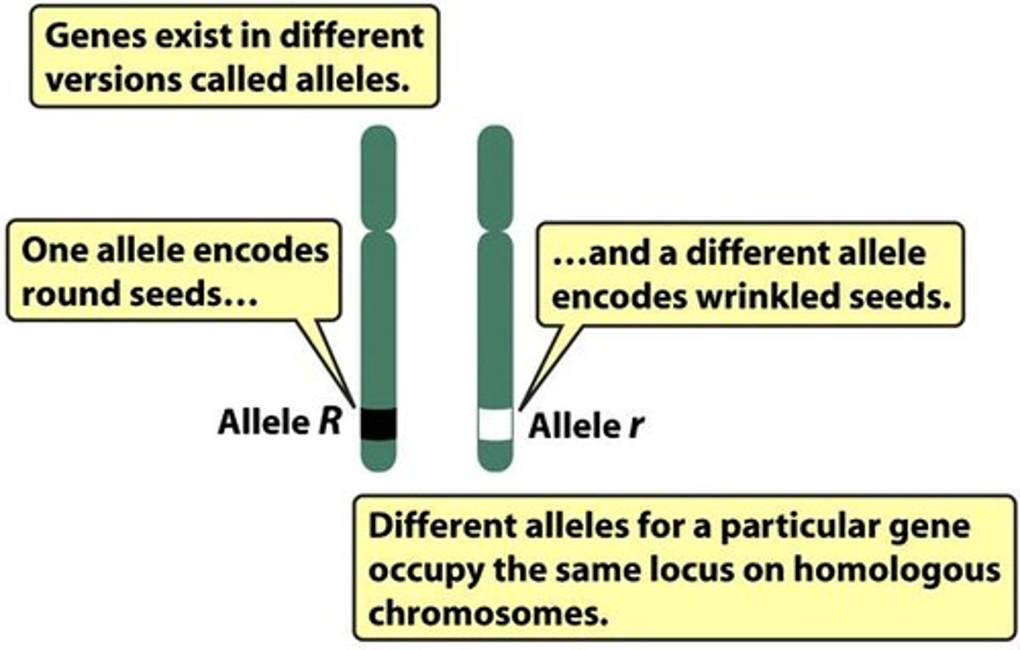 <p>Genes are located on chromosomes, inherited in pairs.</p>