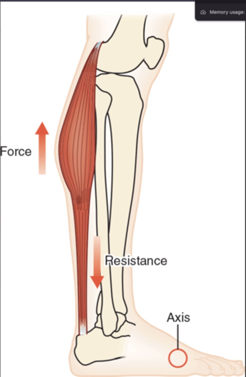 <p>Rising on tiptoe is an example of a second-class lever.</p>