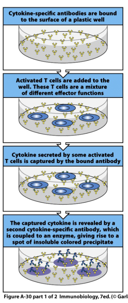 <p><strong><span>The frequency of cytokine-secreting T cells can be determined by the ELISPOT assay.</span></strong><span> Antibodies bound to a plastic surface are used to capture cytokines secreted by individual T cells.</span></p><p><span>Usually, cytokine specific antibodies are bound to the surface of a plastic tissue-culture well and the unbound antibodies are removed.</span></p><p><span>Activated T cells are then added to the well and settle onto the antibody-coated surface. If a T cell is secreting the appropriate cytokine, this will then be captured by the antibody molecules on the plate surrounding the T cell.</span></p><p><span>After a period of time the T cells are removed, and the presence of the specific cytokine is detected using an enzyme-labeled secondary antibody specific for the same cytokine.</span></p><p><span>Where this binds, a colored reaction product can be formed. Each T cell that originally secreted cytokine gives rise to a single spot of color, hence the name of the assay.</span></p>