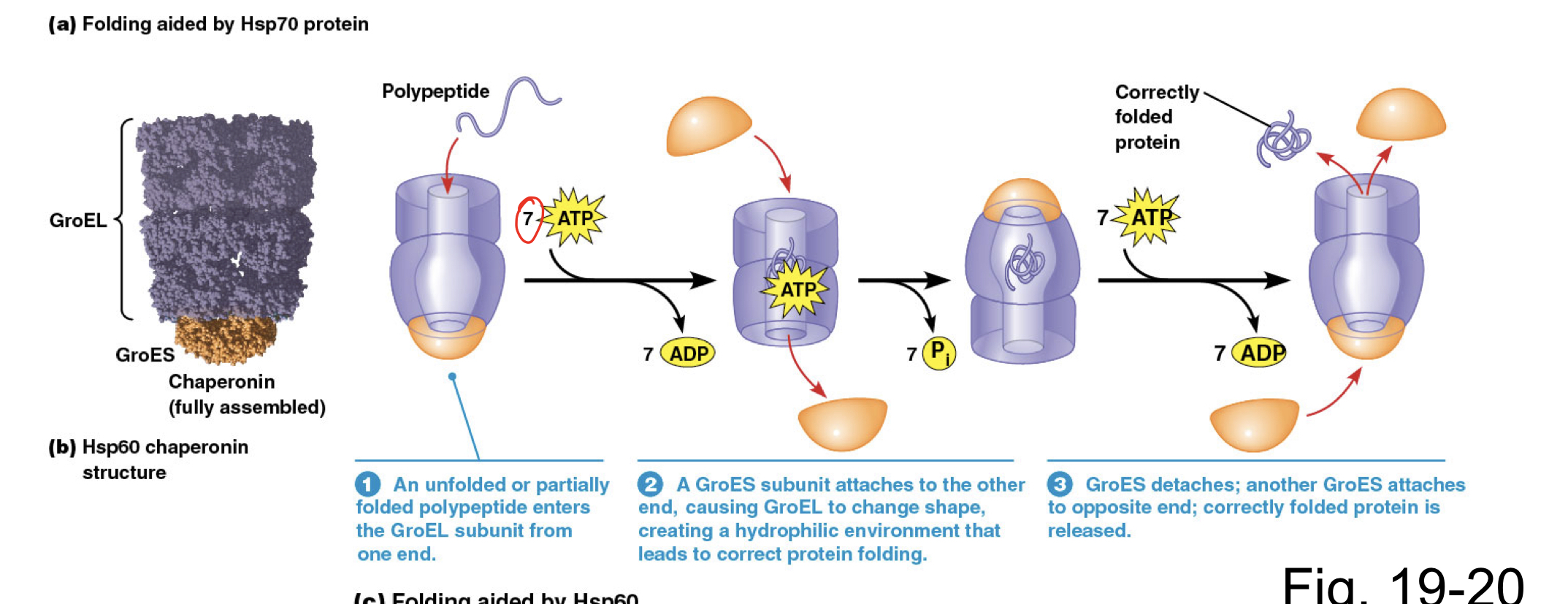 An unfolded polypeptide enters the GroEL subunit. A GroES subunit attaches to one end (with hydrolysis of 7 ATP molecules), causing GroEL to change shape and creating a hydrophilic environment that leads to protein folding. Once folded, another GroES attaches to the other side and the protein is released.