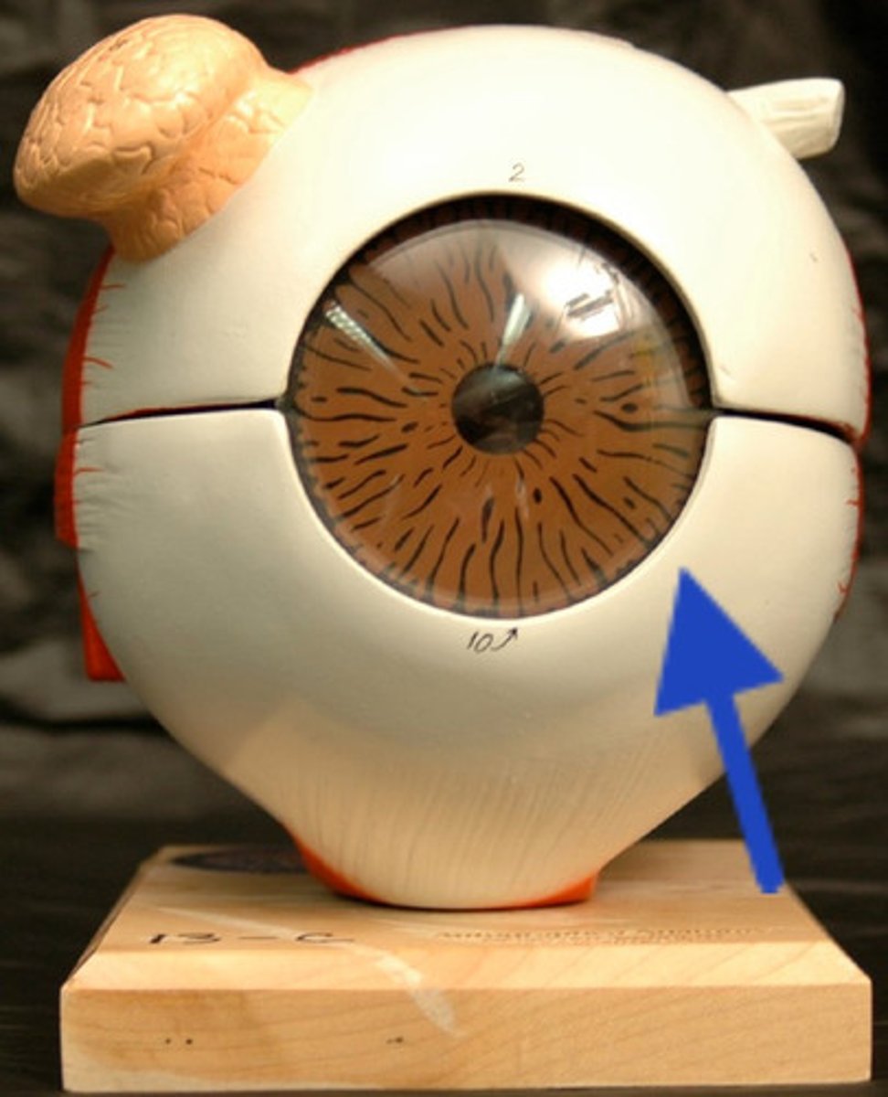 <p>White outer layer of the eyeball.</p>