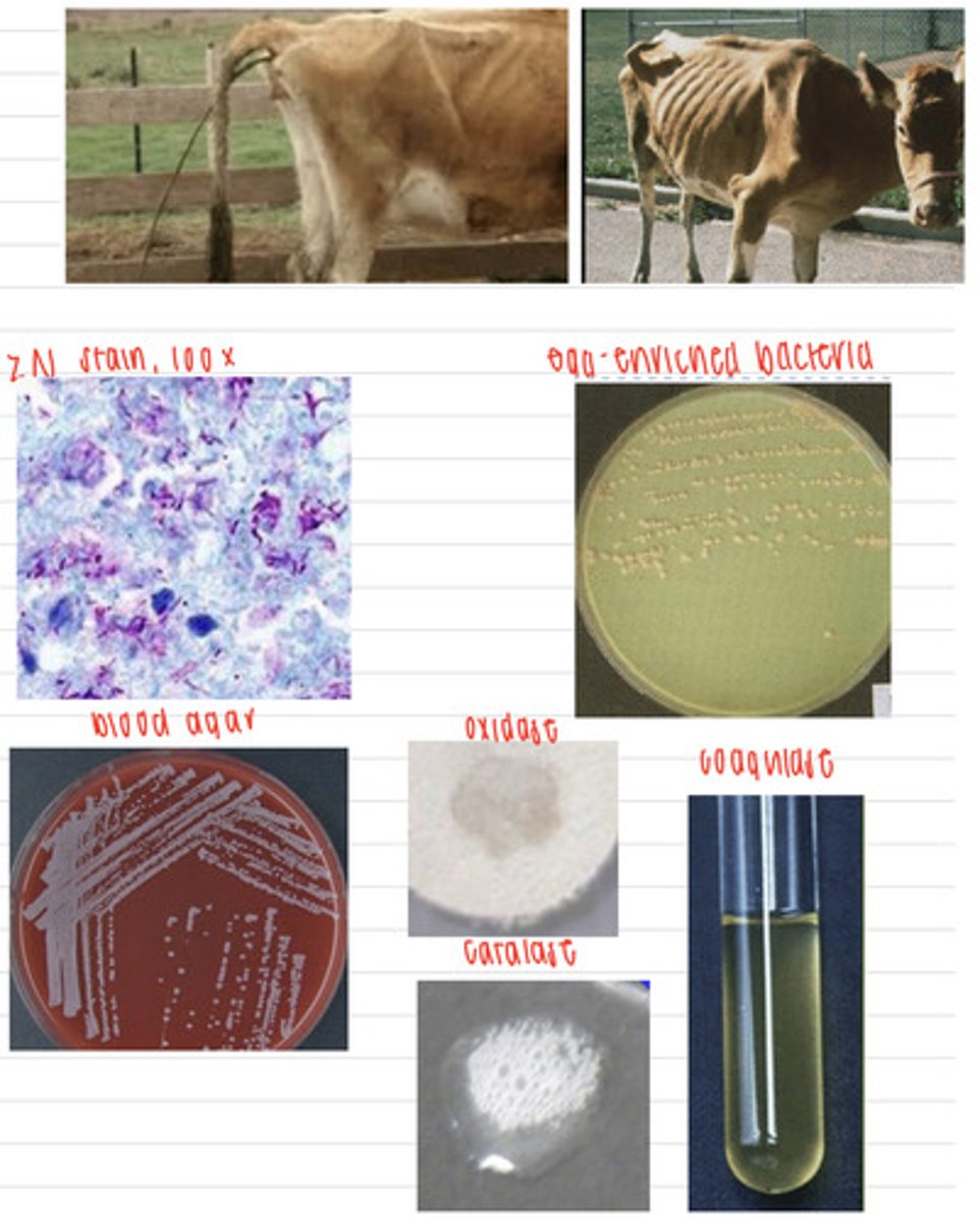<p>a cow has lost a lot of weight and is having diarrhea. we take samples and inoculate onto non enriched media (no growth), blood agar, macconkey agar (no growth), and finally, egg enriched media. we stain the colonies with the ZN stain and perform coagulase, catalase, and oxidase tests. here are the results.</p><p>what is the diagnosis?</p>