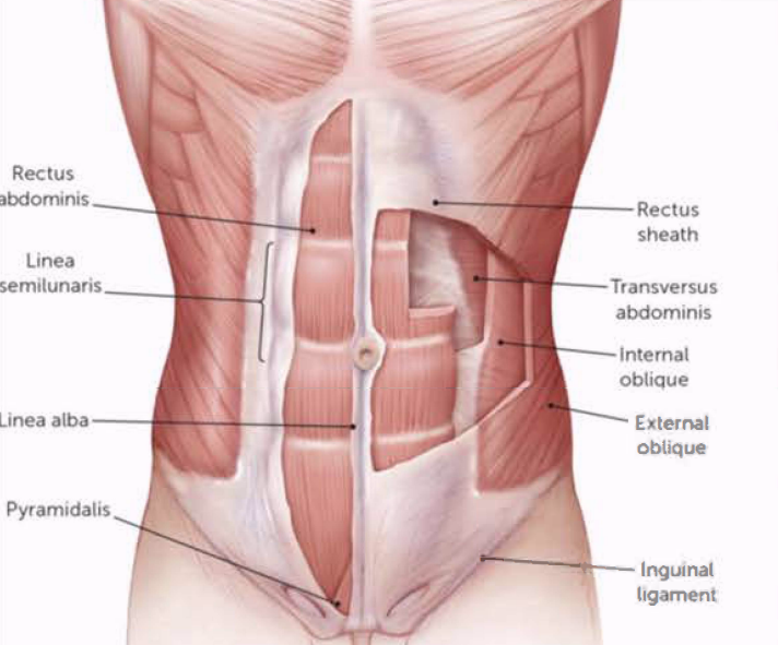 <ul><li><p>bilaterally-paired, long, broad, vertical, strap-like muscle that is mostly enclosed in the rectus sheath </p></li></ul><ul><li><p>medial and anterior </p></li></ul><p></p>