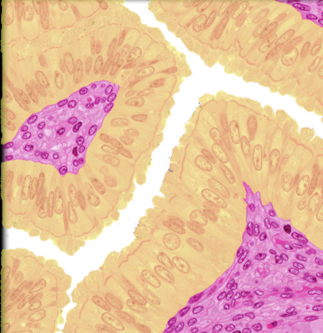 <p>Identify tissue by the image</p>