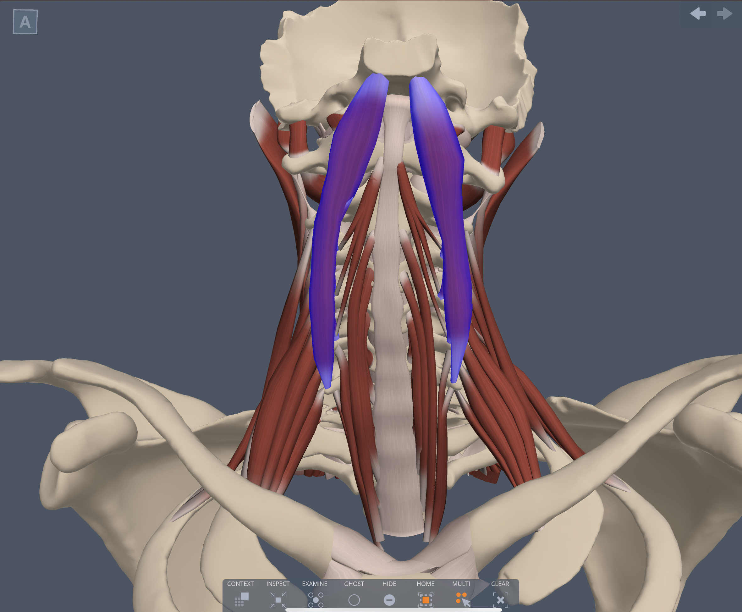 Innervation of the Longus capitis muscle