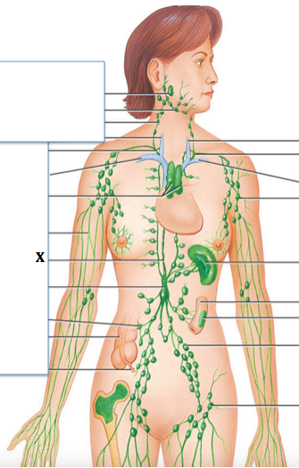 <p>Identify the structure labeled with "<strong>X</strong>"</p>