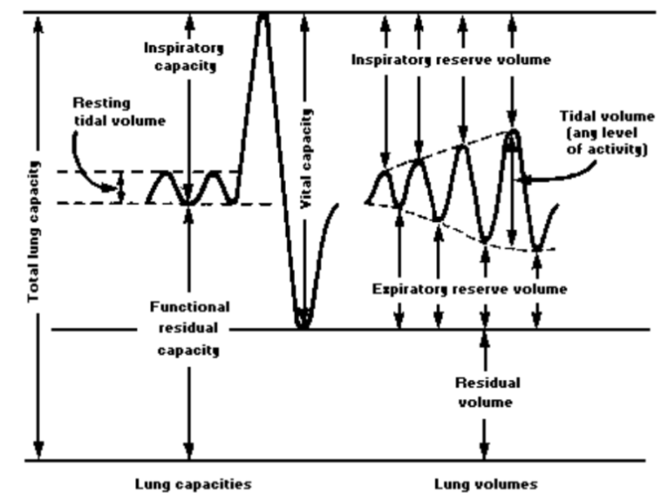 Lung capacities chart