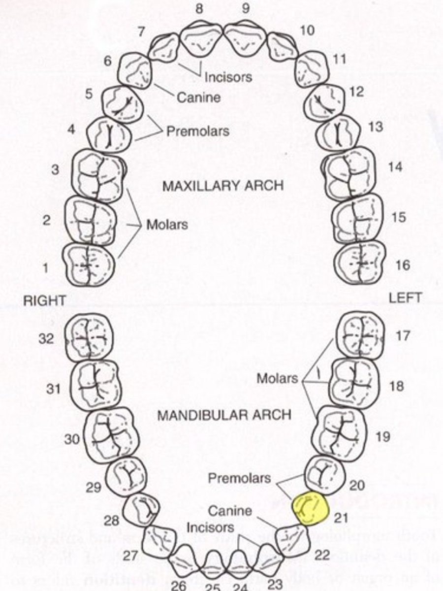 <p>Mandibular left first premolar</p>