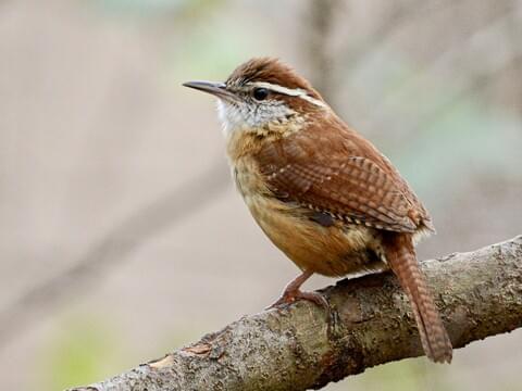 <p>Bold singer; warm brown with white eye stripe.</p>