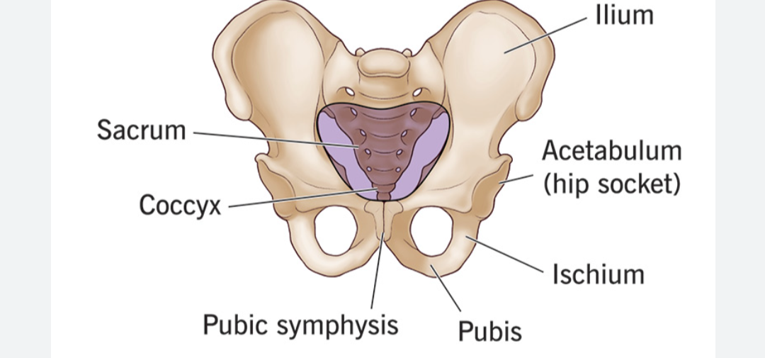 <p>Male or female? Why?</p>