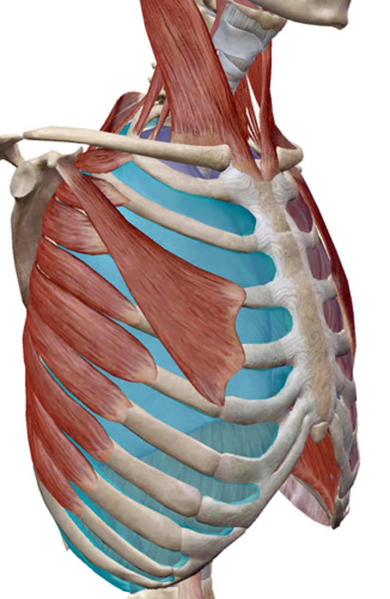 <p>What muscles is this?</p>