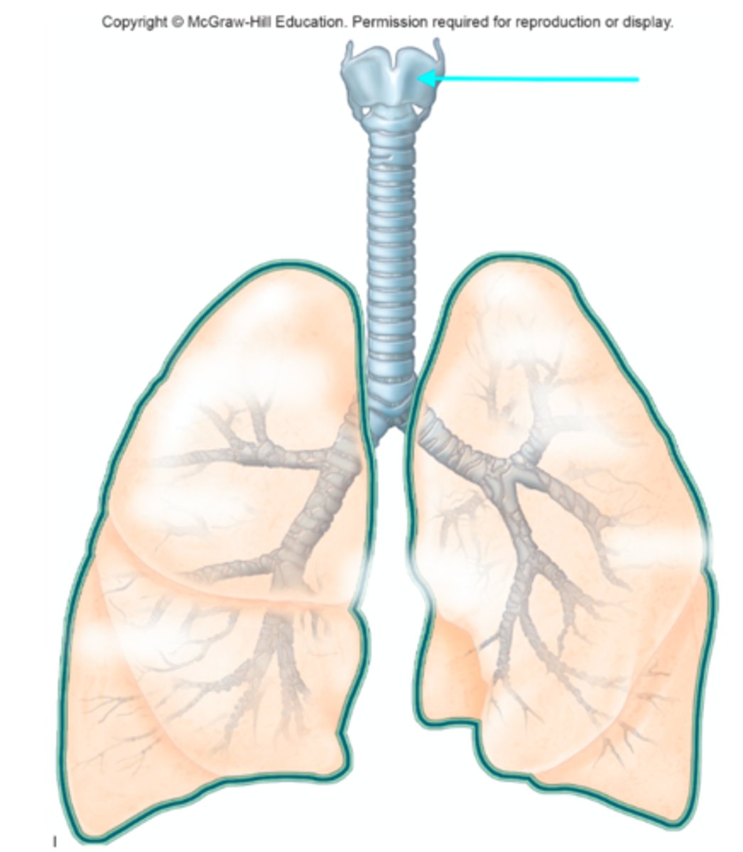 <p>Which structure of the lung diagram is the blue arrow pointing at?</p>