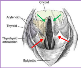 <p>Laryngeal collapse</p>