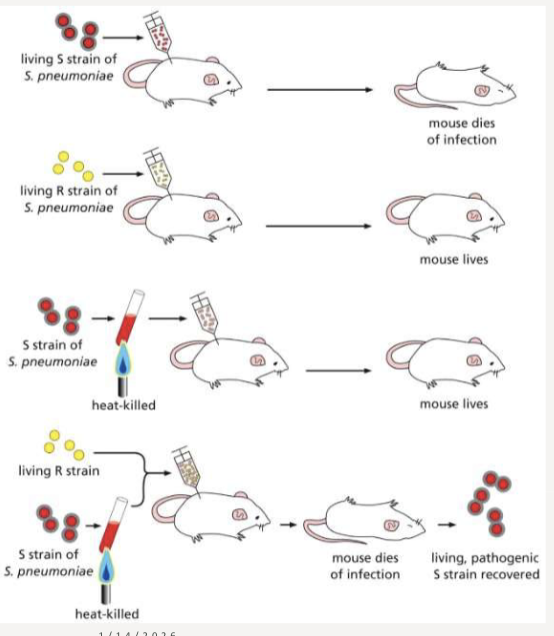<p>discovered bacteria could be transformed and made pathogenic; S strain and R strain</p>