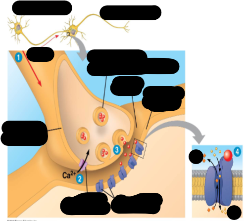 <p>How do neurons communicate with each other?</p>