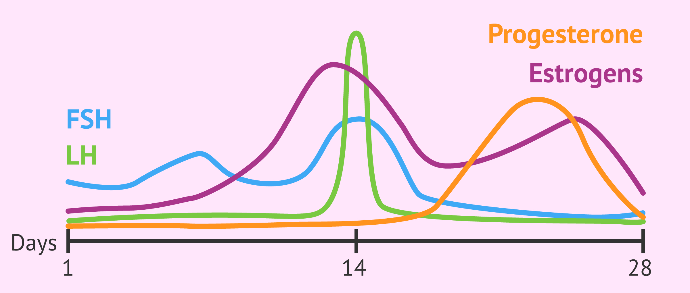 <ul><li><p>the level of FSH rises, triggering the ovaries to release oestrogen.</p></li><li><p>as the level of oestrogen rises, the level of FSH falls, as oestrogen inhibits FSH.</p></li><li><p>oestrogen triggers the release of LH, which rises to a peak at day 14 when ovulation happens.</p></li><li><p>LH triggers the release of an egg, and once this happens the ovary releases progesterone.</p></li><li><p>the level of progesterone rises to maintain the uterus lining.</p></li><li><p>if fertilisation doesn’t happen, the progesterone level falls again and the woman has her period.</p></li></ul>