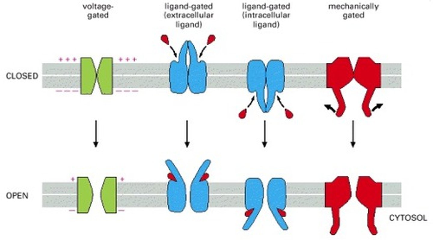 <p>Open when a specific molecule binds.</p>