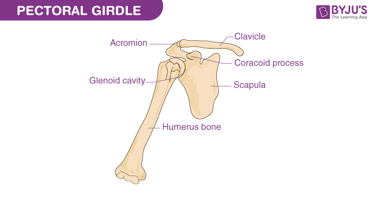 <p>The shoulder girdle made of the clavicles and scapulae; connects the upper limb to the trunk and supports shoulder movement.</p><p>It provides attachment points for muscles and facilitates a wide range of motion in the arms. </p>