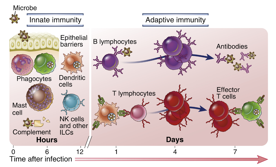 <p><u>Granulocyter</u>:</p><ul><li><p>Basofiler</p></li><li><p>Eosinofiler</p></li><li><p>Neutrofiler </p></li><li><p>Makrofager</p></li><li><p>Monocyter</p></li><li><p>Mastceller</p></li><li><p>NK-celler</p></li><li><p>Dendritceller</p></li><li><p>ILC (innate lymfoid cells)</p></li></ul>