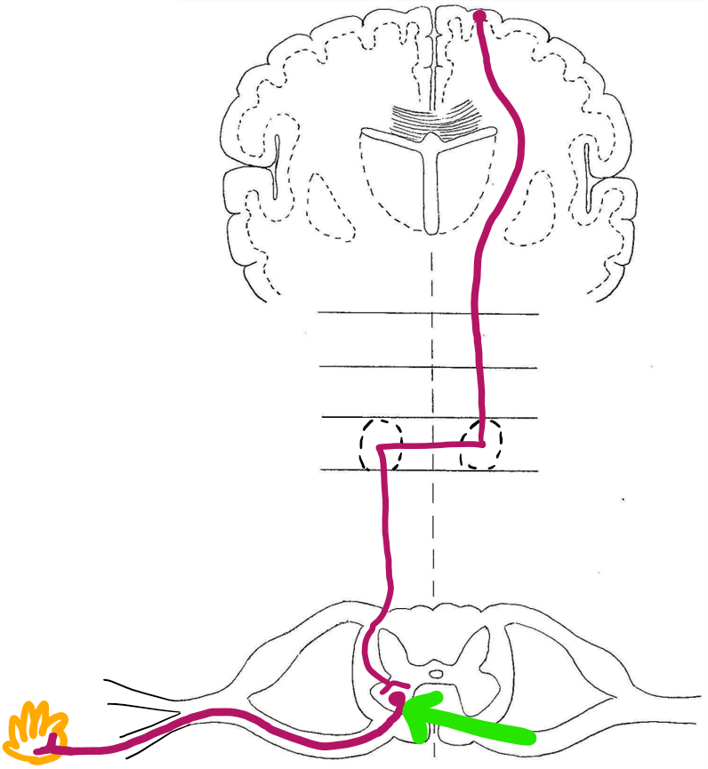 <p>the ventral horn</p>