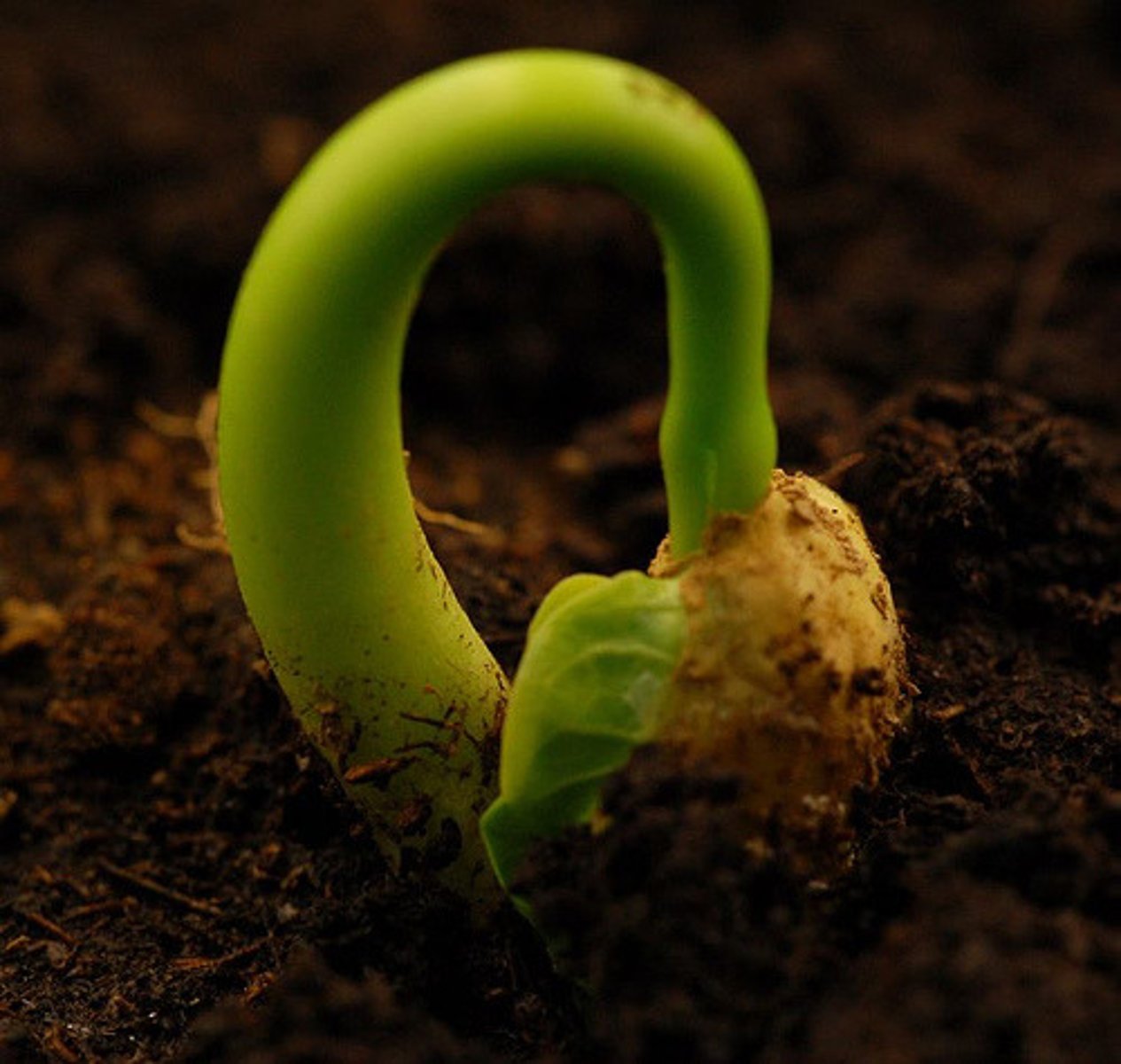 <p>Just beginning (emerging, budding)</p>