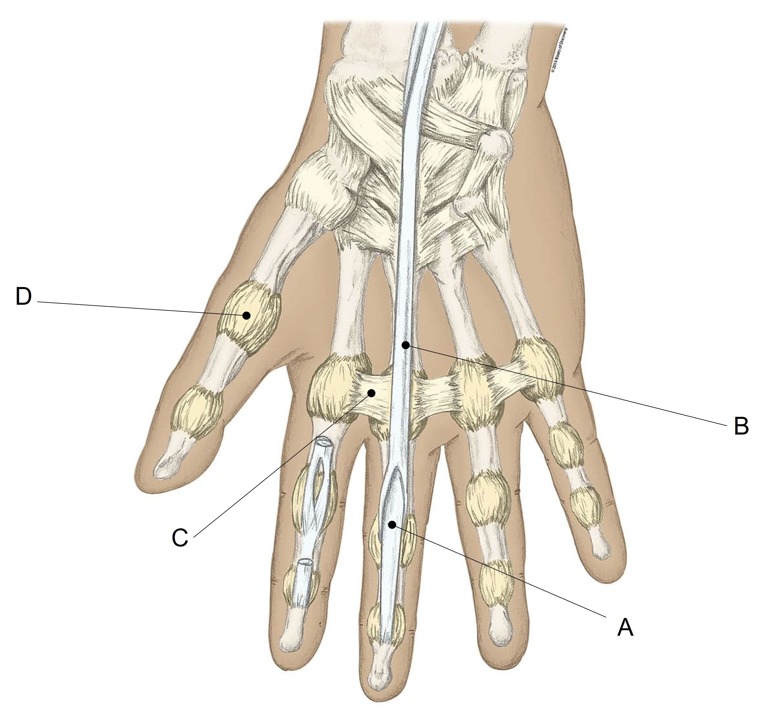 <p>Match the appropriate term with the landmark or structure identified in the picture below. Answers are used once and there are incorrect choices.</p>