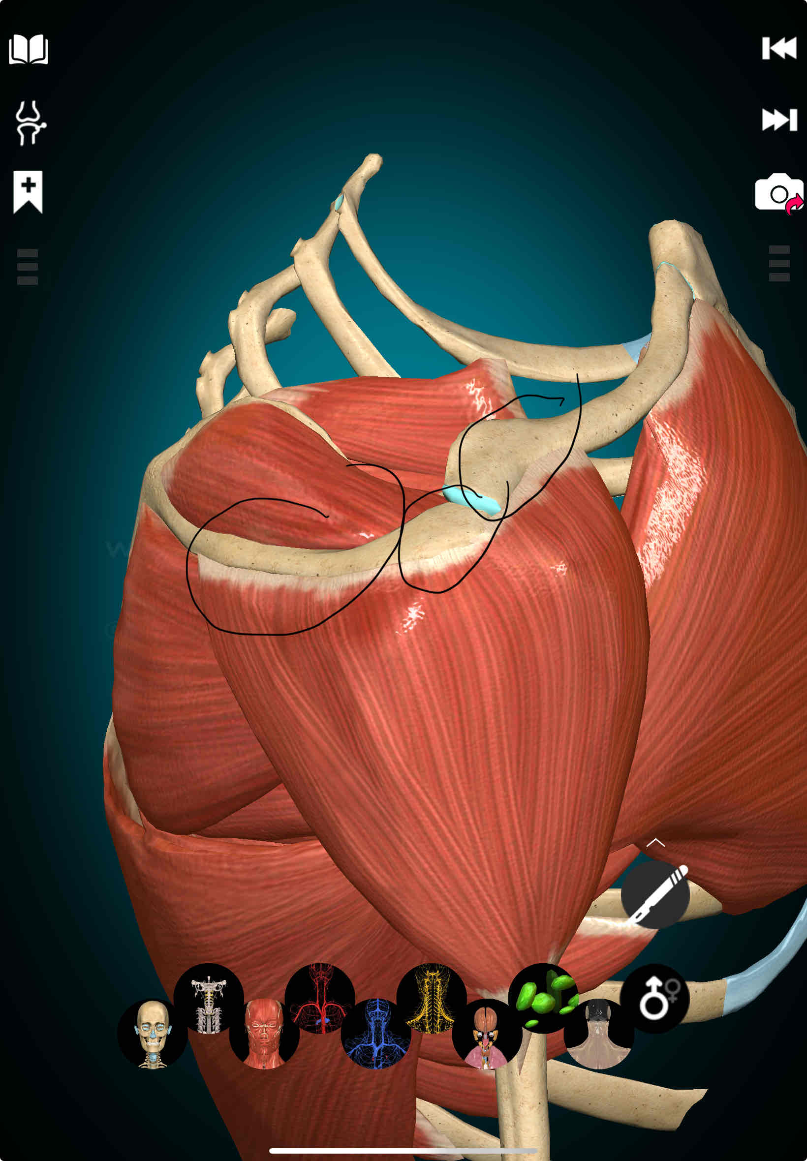 <p>Deltoid Origin</p>