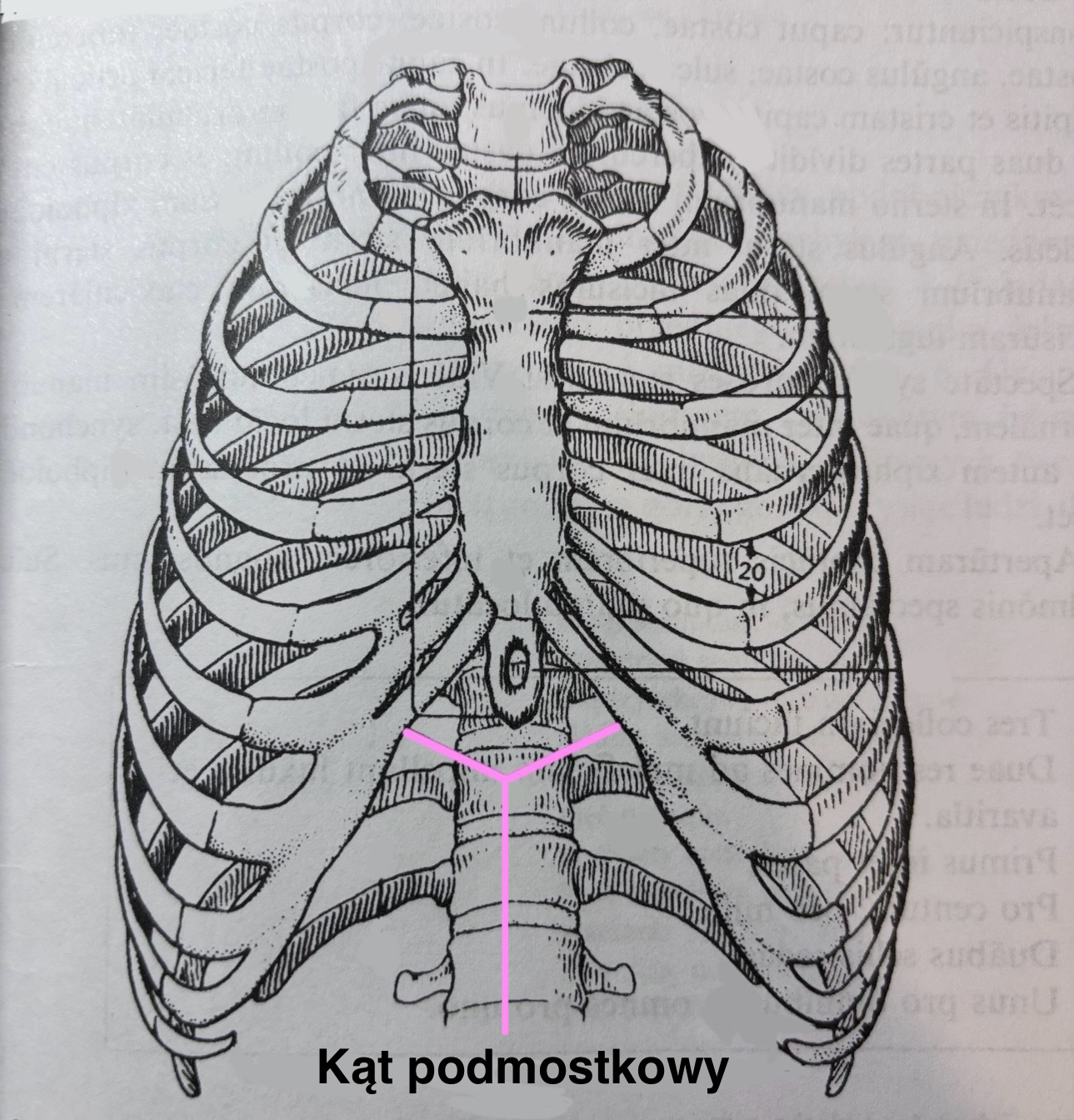 <p>Kąt podmostkowy</p>