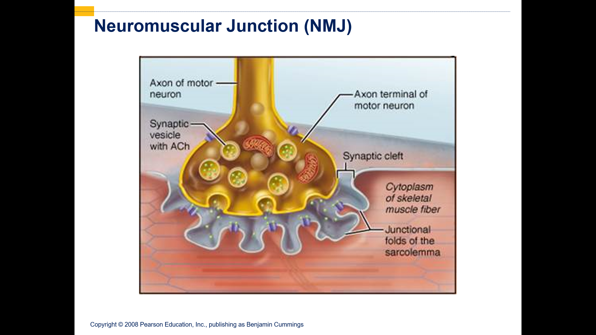 neuromuscular junction
Region of communication between neuron and another cell come together
Gap between cells called ____ ____