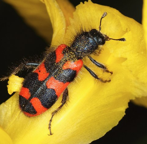 <p>sometimes striped</p><p>fuzzy</p><p>long back legs</p>