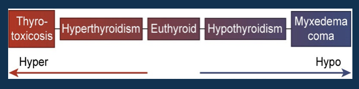 <ul><li><p>Thyrotoxicosis: Extreme</p></li><li><p>Hyperthyroidism: Increased </p></li><li><p>Euthyroid: Normal </p></li><li><p>Hypothyroidism: Decreased </p></li><li><p>Myxedema coma: Minimal to none</p></li></ul><p></p>