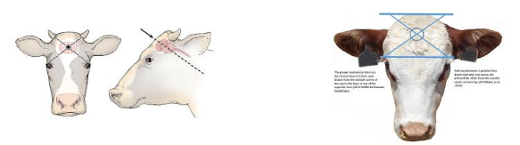 <p>intersection of 2 imaginary lines drawn from the lateral canthus (outer corner of the eye) to the center of the base of the horn&nbsp;</p>