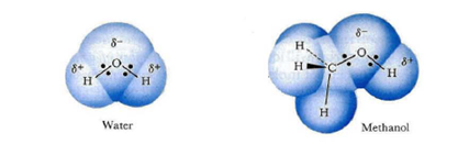 <p>Methanol is a polar molecule like water and can also form hydrogen bonds. The structure of methanol is shown below. In methanol, a hydrogen is attached to the oxygen via _________</p><ol><li><p>electrical attraction between the hydrogen of one methyl alcohol molecule and the oxygen of another methyl alcohol molecule</p></li><li><p>ionic bonds</p></li><li><p>sharing of electrons between adjacent oxygen molecules</p></li><li><p>electrical attraction between the hydrogens of adjacent methyl alcohol molecules</p></li><li><p>sharing of electrons between the hydrogen and the oxygen</p></li></ol><p></p>