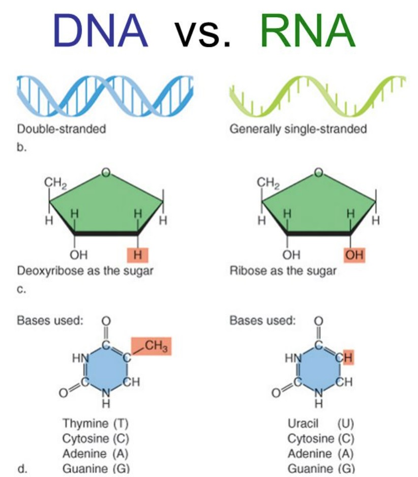 <p>What is the difference between DNA and RNA?</p>