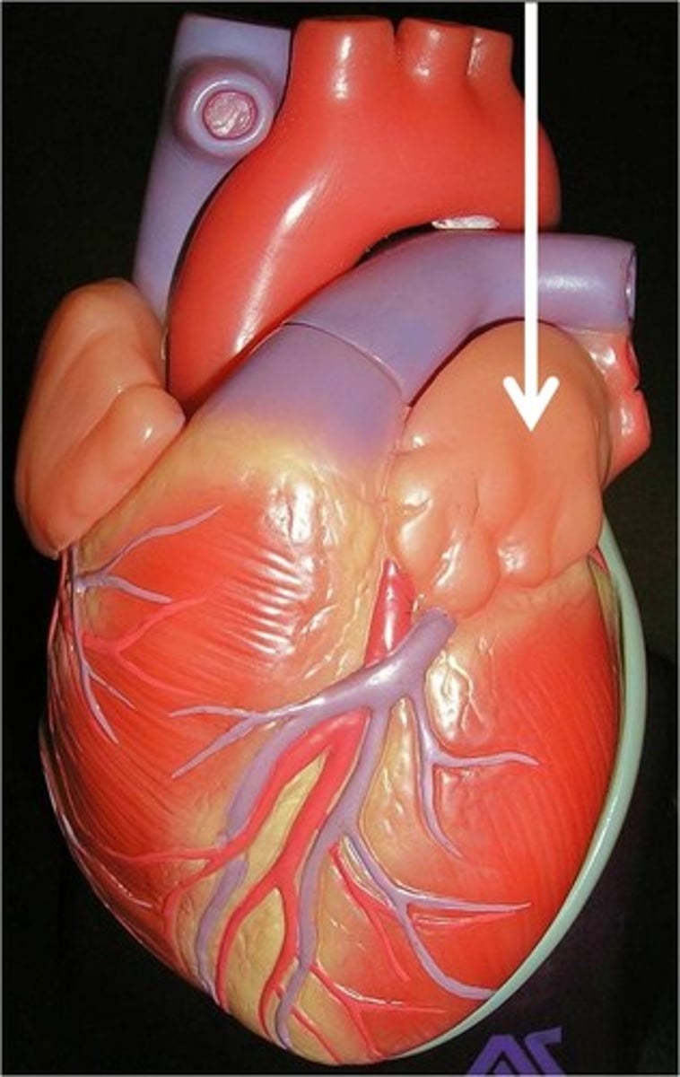 <p>The chamber of the heart that receives oxygenated blood from the lungs via the pulmonary veins.</p>