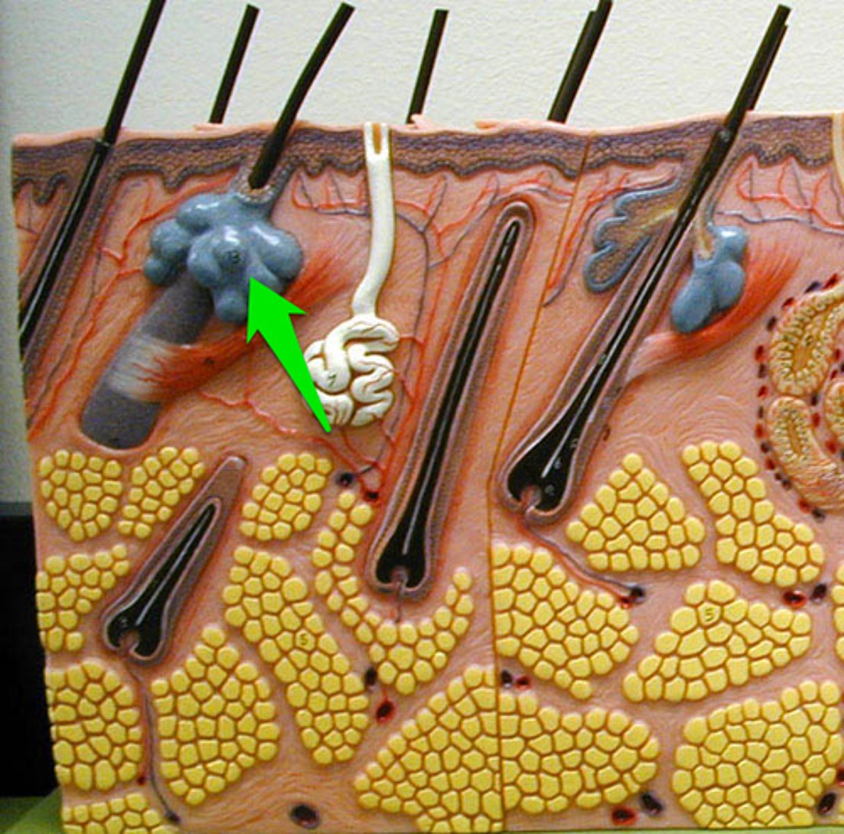 <p>surrounds hair follicle; secretes oily sebum.</p>