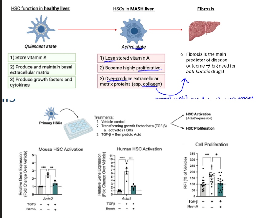 <p>the drug inhibits hepatic stellate cells (HSCs), which are non-parenchymal cells that make up 5-10% of liver cells. </p>