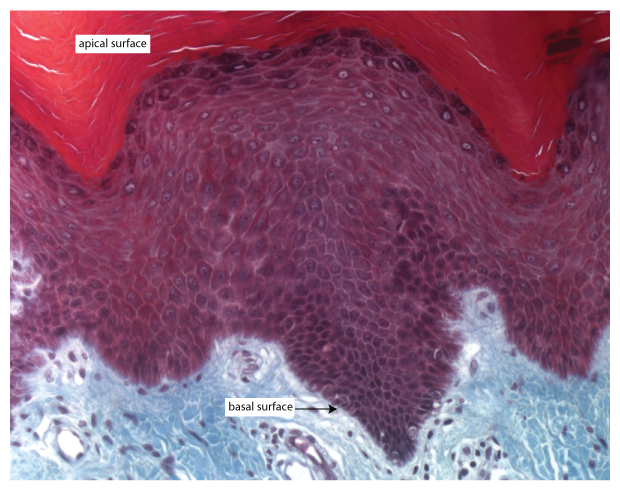 <p>The sides and base of an epithelial cell that attach to neighbors and the basement membrane.</p>
