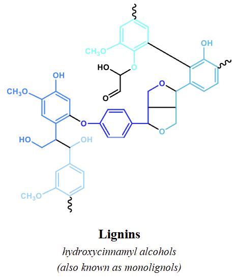 <p><span style="background-color: inherit; line-height: 20.7px;"><span>Primarily </span><strong><span>hydroxycinnamyl alcohols</span></strong><span> (monolignols)</span></span></p><p></p>
