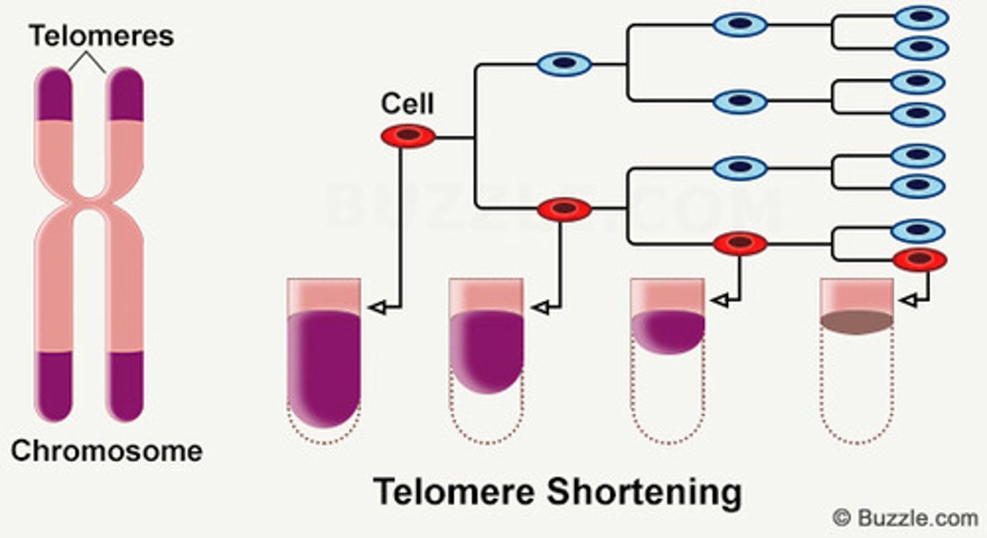 <p>Each time your DNA is copied, your Telomeres shorten.</p>