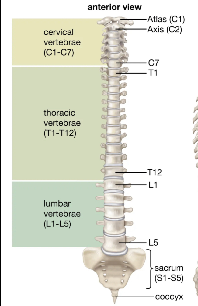<p>-Cervical (top section) (7 bones) -Atlas - C1 -Axis - C2 -Thoracic (middle section) (12 bones) -Lumbar (lower section) (5 bones) -Sacrum (one large bone toward the bottom) -Coccyx (one small bone at the tip of the vertebrae)</p>